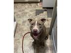 Adopt Novacane a Brown/Chocolate - with White American Pit Bull Terrier /