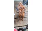 Adopt Charlie a Red/Golden/Orange/Chestnut Vizsla / Mixed dog in Harrisonburg