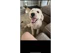 Adopt Penny a White - with Tan, Yellow or Fawn Goldendoodle / Mixed dog in