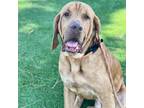 Adopt Sarge - City of Industry Location a Brown/Chocolate Bloodhound / Mixed dog