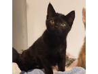 Adopt Ripley - **BY APPOINTMENT ONLY** a All Black Domestic Shorthair / Mixed