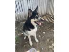 Adopt Dusty a Black - with White Husky / Mixed dog in Roxbury, MA (39173328)