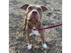 Adopt Pacifica a Brown/Chocolate American Pit Bull Terrier / Mixed dog in Bryan