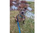 Adopt Ace a Black American Pit Bull Terrier / Mixed dog in Detroit