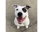 Adopt Cowboy a White American Pit Bull Terrier / Mixed dog in Detroit