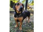 Adopt Meadow a Brown/Chocolate Basset Hound / Rottweiler / Mixed dog in Midland