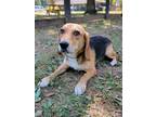 Adopt Barney a Brown/Chocolate Beagle / Mixed dog in Midland, VA (39173266)