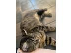 Adopt Oscar a Brown Tabby Maine Coon / Mixed (short coat) cat in Ray