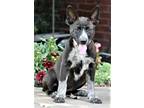 Adopt PUPPY PAGE a Black - with White Australian Cattle Dog / Mixed dog in