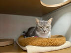 Adopt Monroe a Gray or Blue Domestic Shorthair / Domestic Shorthair / Mixed cat