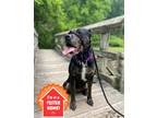 Adopt Parcha a Black Rottweiler / Boxer / Mixed dog in Valley View