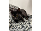 Adopt Momma a All Black Domestic Mediumhair / Domestic Shorthair / Mixed cat in