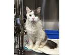 Adopt Gus Gus a White Domestic Longhair / Domestic Shorthair / Mixed cat in