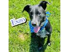 Adopt Enzo a Black Labrador Retriever / Australian Cattle Dog / Mixed dog in