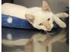 Adopt Charlie Cat a Orange or Red (Mostly) Siamese (short coat) cat in Wendell