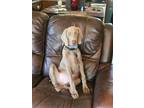 Adopt Brian a Gray/Blue/Silver/Salt & Pepper Weimaraner / Mixed dog in Nineveh