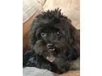 Adopt Jake a Black Poodle (Miniature) / Shih Tzu dog in Cloverdale