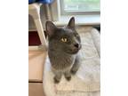 Adopt Rebel a Spotted Tabby/Leopard Spotted Domestic Mediumhair cat in