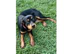 Adopt Hallie a Black Rottweiler / Mixed dog in Gainesville, GA (39173105)