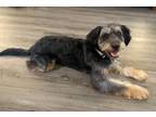 Adopt Cooper a Black Australian Shepherd / Poodle (Standard) dog in Oklahoma
