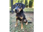 Adopt Mosby a Black Rottweiler / Basset Hound / Mixed dog in Midland
