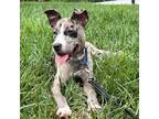 Adopt Munchlax a Gray/Blue/Silver/Salt & Pepper Catahoula Leopard Dog / Mixed