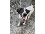Adopt Muffin a Black - with White Retriever (Unknown Type) / Great Pyrenees dog