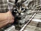 Adopt Chips a Brown Tabby Domestic Mediumhair (medium coat) cat in Port Aransas
