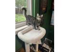Adopt Rudy a Domestic Mediumhair (long coat) cat in Ferndale, MI (39167823)