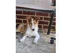 Adopt Scully a Tan/Yellow/Fawn - with White Sheltie, Shetland Sheepdog / Mixed
