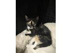 Adopt Amity a Domestic Shorthair / Mixed (short coat) cat in Corpus Christi