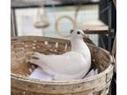 Adopt Zen a Pigeon bird in Oakland, CA (39127902)