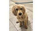 Adopt Baby Poco a Red/Golden/Orange/Chestnut Golden Retriever / Mixed dog in