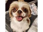 Adopt Cosmopolitan a White - with Tan, Yellow or Fawn Shih Tzu / Mixed dog in