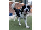 Adopt Daveed a Black Border Collie / Mixed dog in Valley View, OH (39106410)