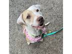 Adopt Izzie a Tan/Yellow/Fawn American Pit Bull Terrier / Mixed dog in