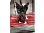 Adopt Reign a Black & White or Tuxedo Domestic Shorthair (short coat) cat in