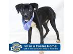 Adopt Jack Tripper a Black American Pit Bull Terrier / Plott Hound / Mixed dog