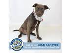 Adopt Sugar a Brown/Chocolate Labrador Retriever / Mixed dog in Greenville