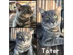 Adopt Tater a Gray, Blue or Silver Tabby Domestic Shorthair (short coat) cat in
