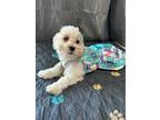 Adopt Airmont a White - with Tan, Yellow or Fawn Shih Tzu / Bichon Frise / Mixed