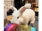 Adopt Desmond a White Other/Unknown rabbit in Westford, MA (39119480)
