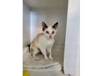 Adopt Gala a Siamese / Mixed (short coat) cat in Hyde Park, NY (39152131)