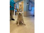 Adopt Nova a White Husky / Mixed dog in Newport News, VA (39172944)