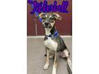 Adopt Tinkerbell a Tan/Yellow/Fawn Shepherd (Unknown Type) / Mixed dog in
