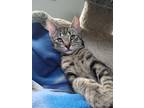 Adopt Toast Kit 2 a Domestic Shorthair / Mixed cat in Powell River