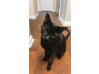 Adopt Forrest a All Black American Shorthair / Mixed (short coat) cat in
