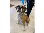 Adopt Constantine a Boxer / Mixed dog in Dumont, NJ (39172875)