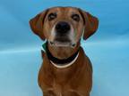 Adopt Boone a Red/Golden/Orange/Chestnut Redbone Coonhound / Mixed dog in