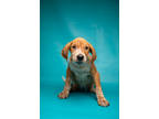 Adopt Dory a Red/Golden/Orange/Chestnut Beagle / Mixed dog in Morton Grove